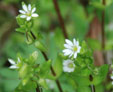 Stellaria media subsp. media